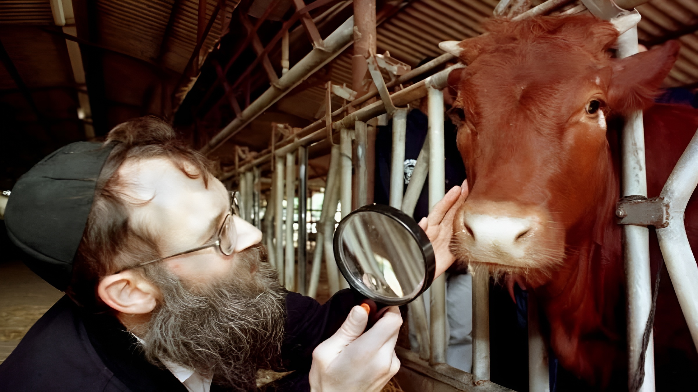 লাল গাভী, থার্ড টেম্পল ও শেষ যুগ—ভ্রান্ত ধারণা নাকি বাস্তবতা?