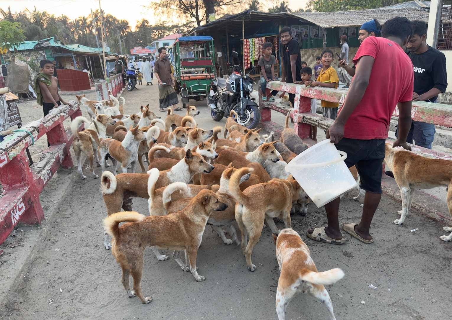 মাংস খাওয়ার ধুম, ভারতে পাচার হচ্ছে বাংলাদেশি কুকুর?
